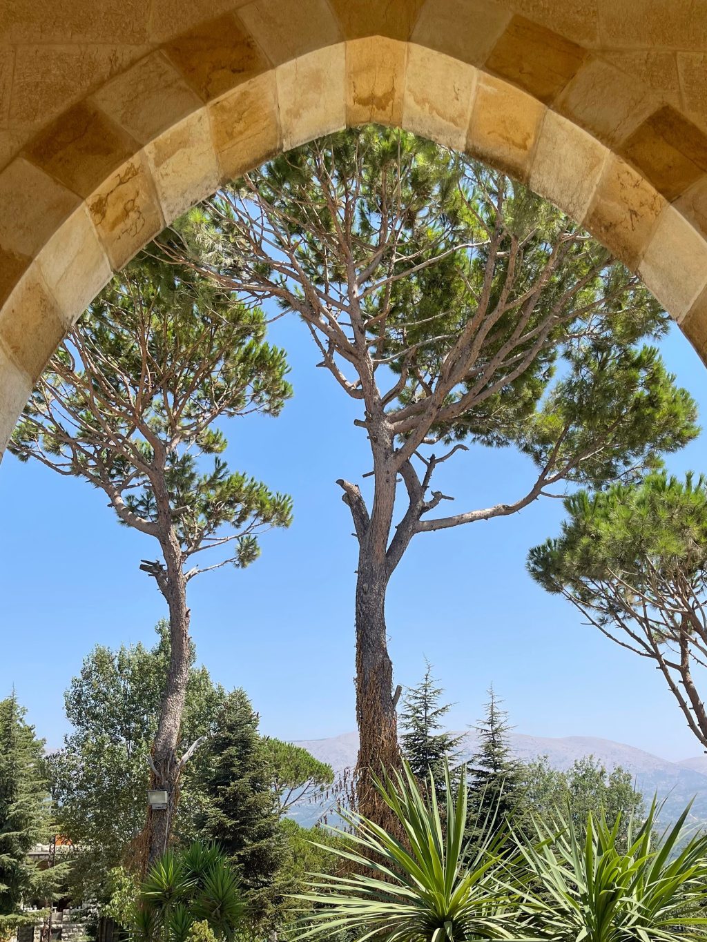 Pinetrees will be the end of&nbsp;me.